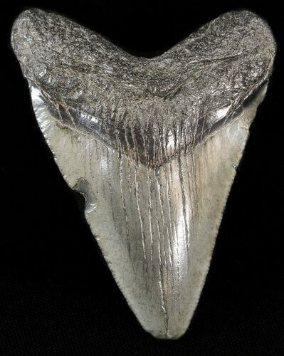 Bargain Megalodon Tooth - South Carolina #43623